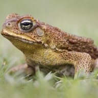 toad of the depths