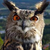 Bubo bubo bubo