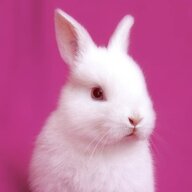 Wheresbunbun