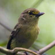 caccoooo bird