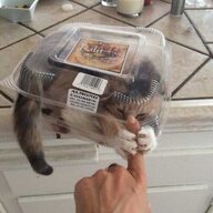 Almond Cookies