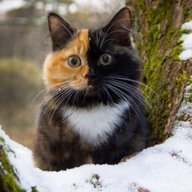 tortoiseshell