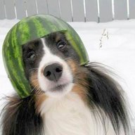 MelonCollie