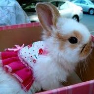 Snarkybunny