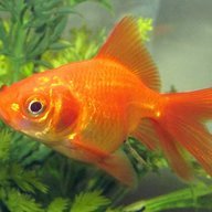 fishfgt1