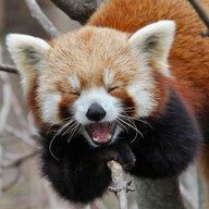 Panda Jerk