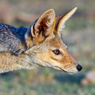Jackal