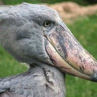 shoebill