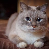 catcatcat