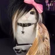Rat Friend
