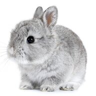NJRabbit