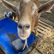 Crystalgoat