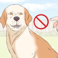 Tardmutt