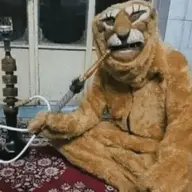Fungus_Cat