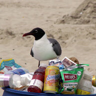Garbage Bird