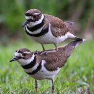 Peace Killdeer