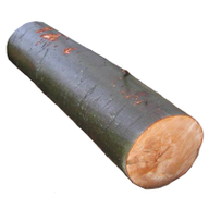 beechlog