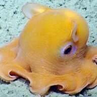 Gay Mollusk