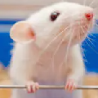 Happy Mouse!