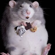 Chantal’s Apartment Rat