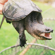 Snappy Turtle