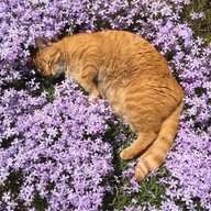 meowpilled