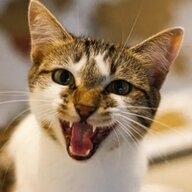 Platonic Cat Lover