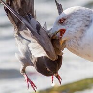 Drowning Pidgeon