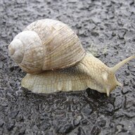snailpeoplemarchon