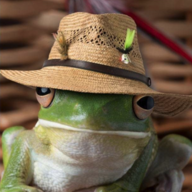 Frog in a Hat