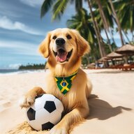 BrazilianDog