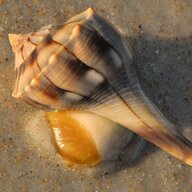 Lightning Whelk