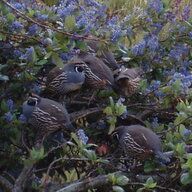 Bush