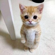 SeductiveCatMeow
