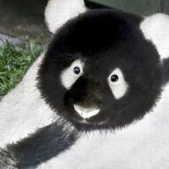 Blackface Bear