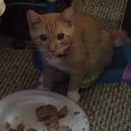 Sorbet the cat
