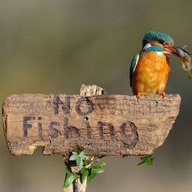 fishing bird