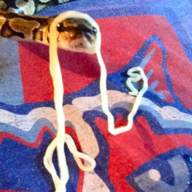 bitethesnakes