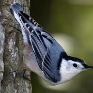 Nuthatch