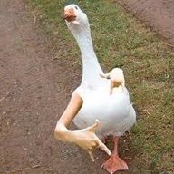 Gooseunderscore
