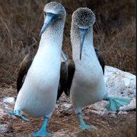 Blue Footed Boobies