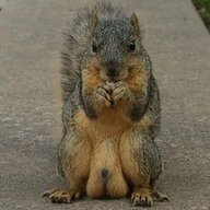 DSNUTS