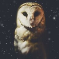 OwlShaman