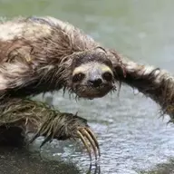 Slothfull Lee