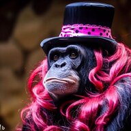 Chimp Sterling
