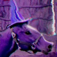 The Drowsy Gallivanter