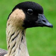 The Nene