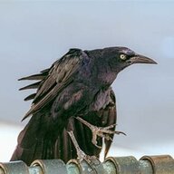 corvuscorax