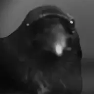 corvuscorax