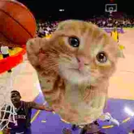 ballinkitten43